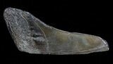 Fossil Megalodon Tooth Paper Weight #70548-1
